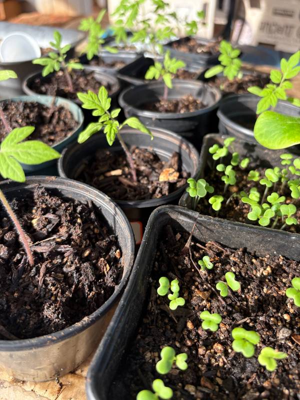 Seedlings sprouting