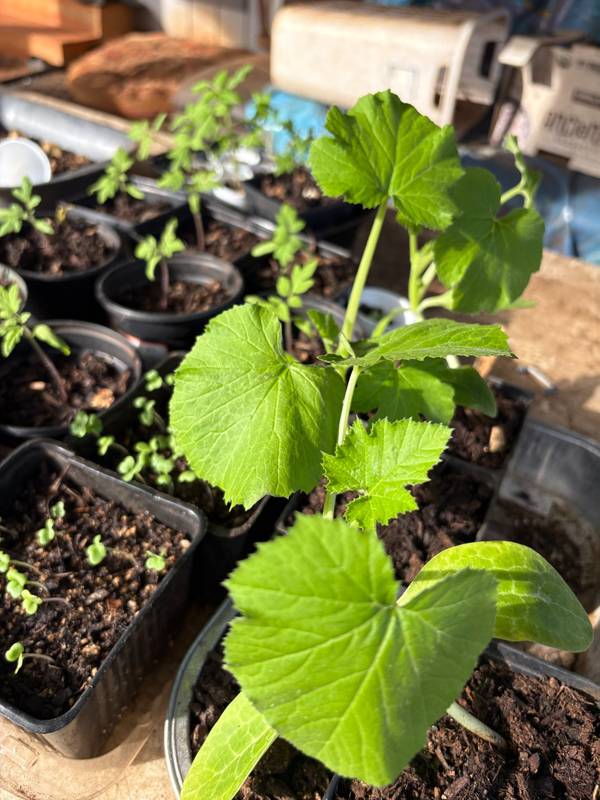 Cucumber starts