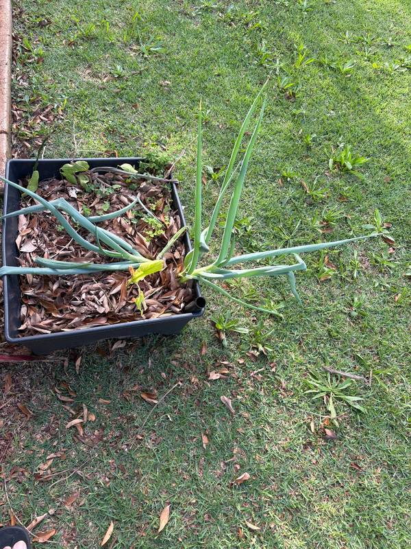 Green onions growing