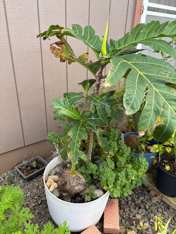 Breadfruit and herbs