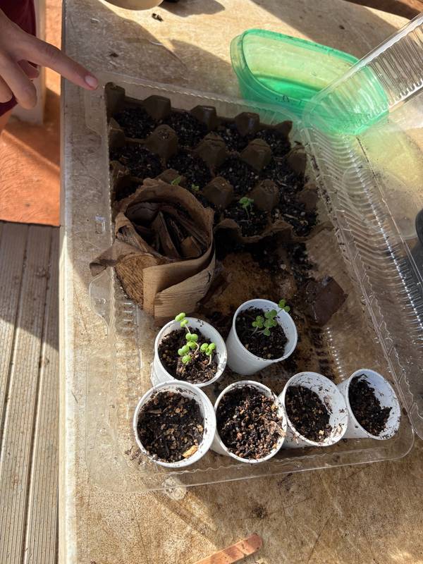 Seed starting with kids